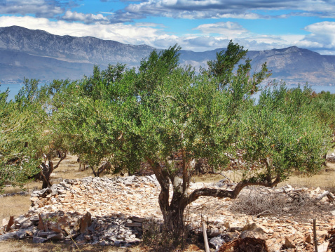 Ancient olive tree in the countryside of Brac island, Dalmatia, Croatia. HDR photo.