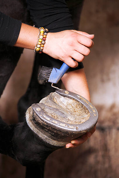istock Cleaning horse hooves 457520447