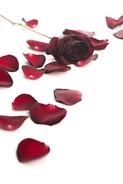istock Black Baccara Rose and petals 457520627