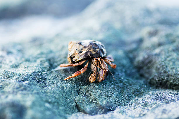 cangrejo ermitaño - land hermit crab fotografías e imágenes de stock