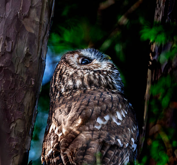 istock Tawny Owl (Strix aluco) looking up 457521001
