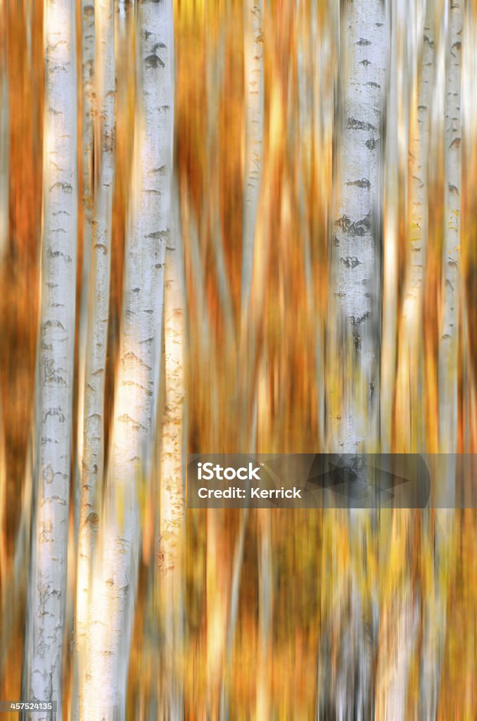 Birken in den Herbst - Lizenzfrei Baum Stock-Foto