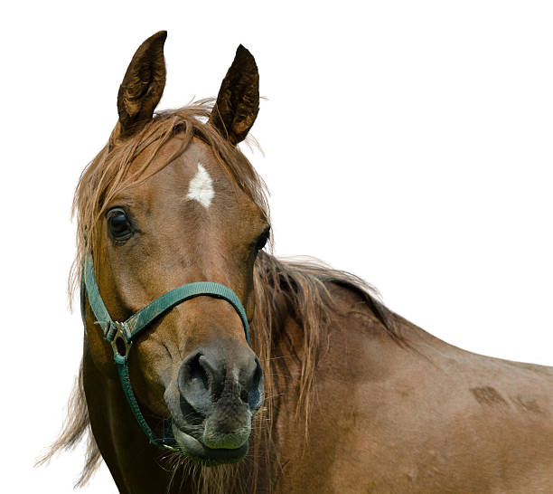 asil 아라비아 마레-흰색 바탕에 그림자와 - asil arabian horse 뉴스 사진 이미지