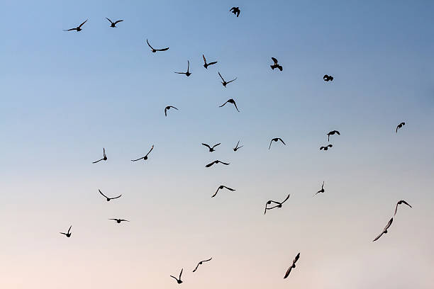 istock Pigeons against the sky. 457528269
