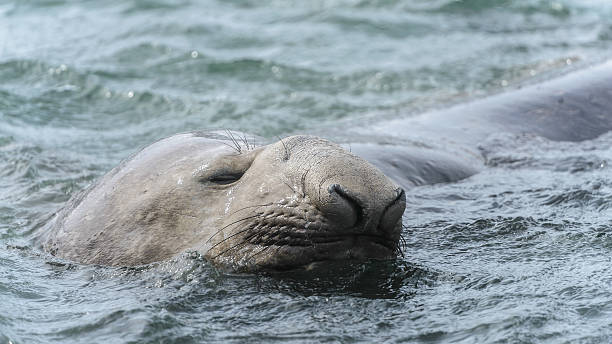 istock Elephant seal sleeps swimming. 457528713