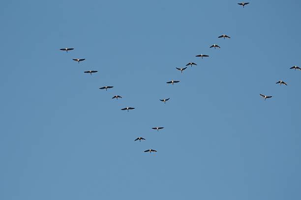 latający gęsi - gaggle snow goose flying large group of animals zdjęcia i obrazy z banku zdjęć