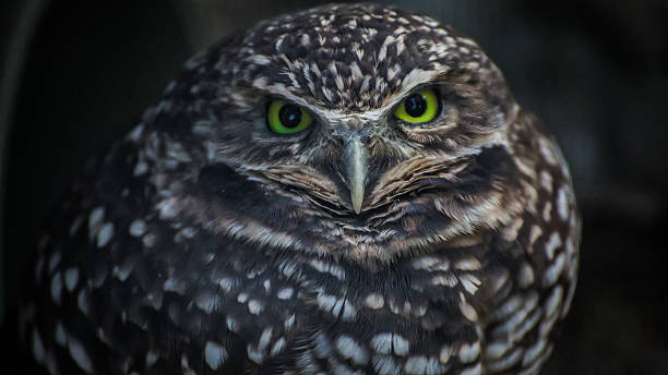 Burrowing Owl stock photo