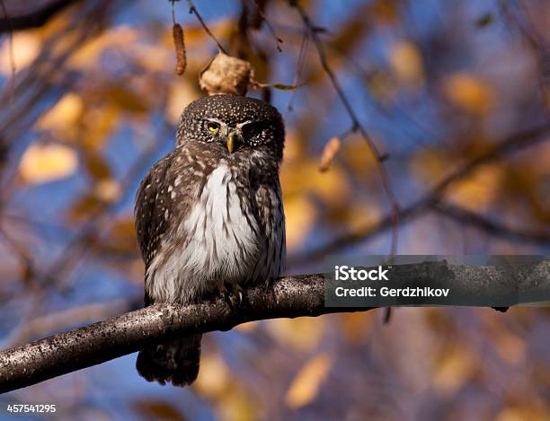 Pygmy Owl Stock Photo - Download Image Now - Animal, Animal Wildlife, Animals Hunting
