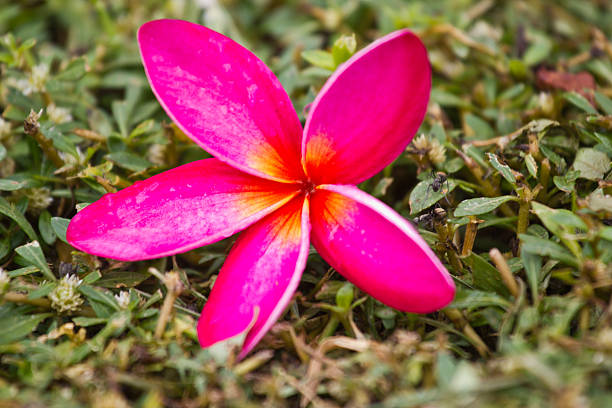 istock Frangipani, Plumeria, Templetree,Thai flower 457542271