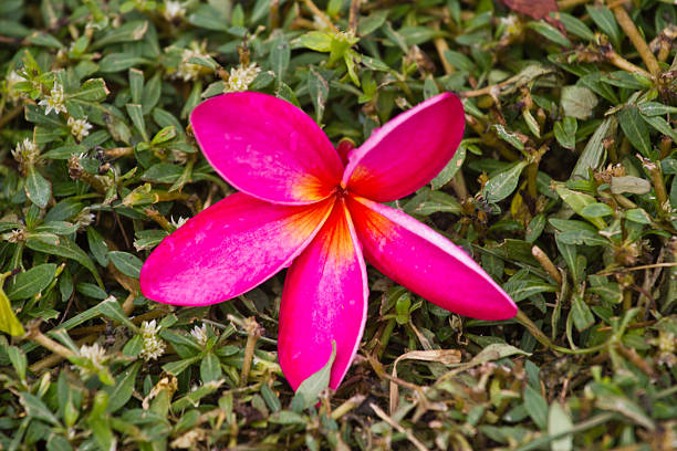 istock Frangipani, Plumeria, Templetree,Thai flower 457542277