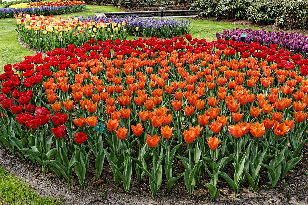 istock Flowerbed with red and orange tulips. 457542615