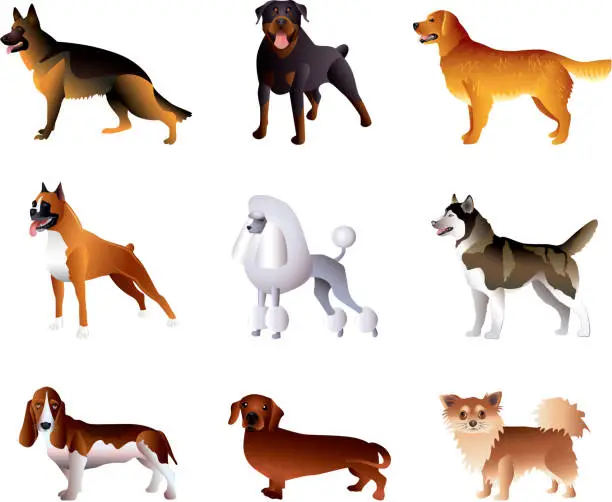 Vector illustration of Dogs isolated on white vector set