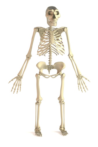 Australopithecus Rib Cage Australopithecus Stock Photo - Download Image Now - Australopithecus ...