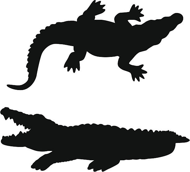 аллигатор - alligator stock illustrations