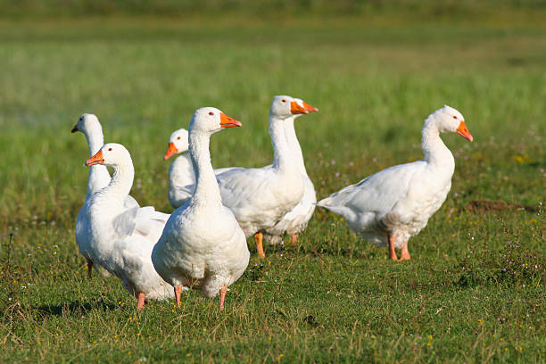 istock White domestic geese on green grass 457549109
