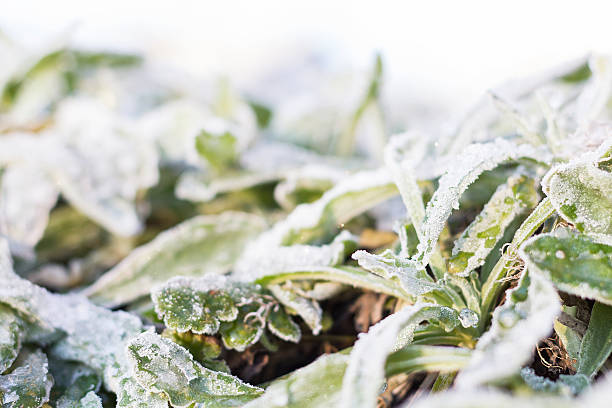 Frozen Plant stock photo