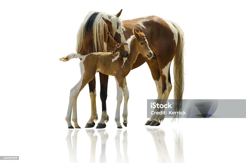 Pinto horse mare und Neugeborene Fohlen-isoliert auf weiss - Lizenzfrei Pferd Stock-Foto