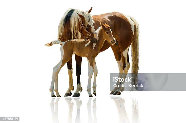 Pinto Horse Mare Und Neugeborene Fohlenisoliert Auf Weiss Stockfoto und mehr Bilder von Pferd