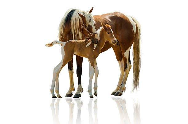 pinto horse mare and newborn foal - isolated on white - genç kısrak stok fotoğraflar ve resimler