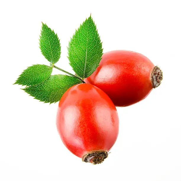 Rose hip isolated on a white background.