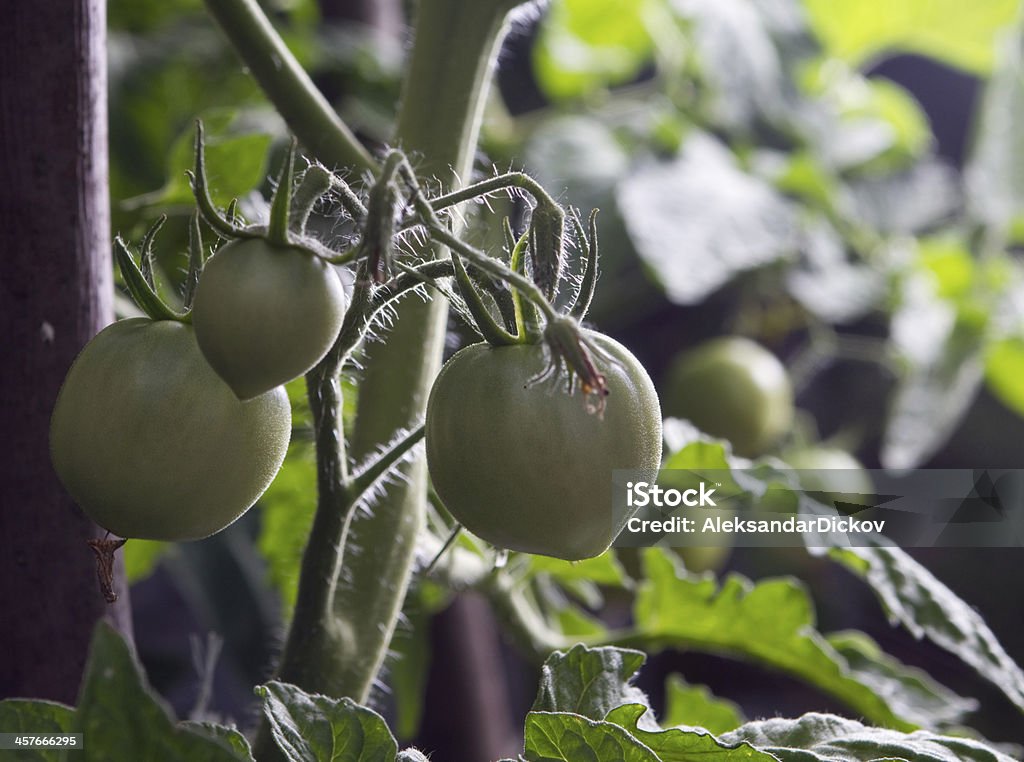 グリーントマトの苗 - つる草のロイヤリティフリーストックフォト