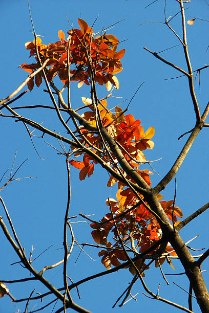 autunno foglie e fiori su sfondo blu cielo - dry leaves audio foto e immagini stock