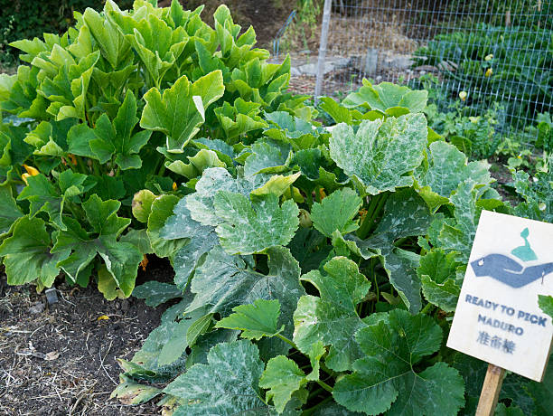 Zucchini plants growing at a community farm stock photo