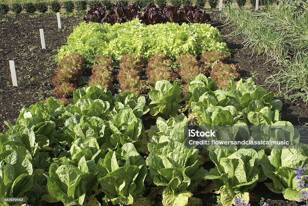 lettuce vegetable Food Stock Photo