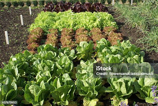 Lettuce Stock Photo - Download Image Now - Food, Green Color, Growth