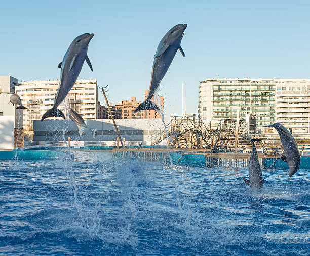 Two Dolphins in a blue water