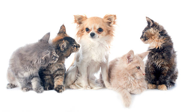 istock Maine coon kitten and chihuahua with other cats 457678713