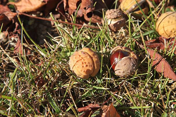 buckeyes - rosids imagens e fotografias de stock