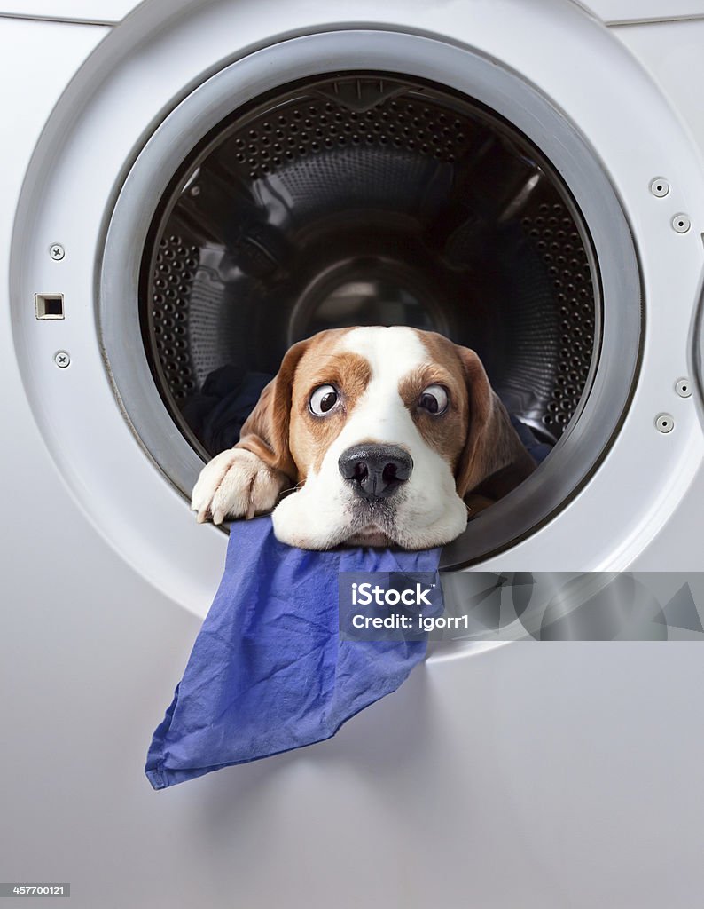 Very delicate washing Dog after washing in a washing machine Dog Stock Photo