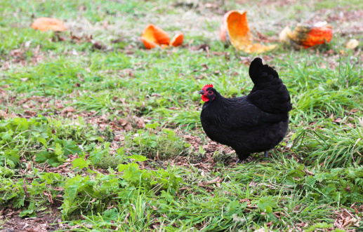 This Black Australorp hen satisfied with the autumn harvest leftovers.