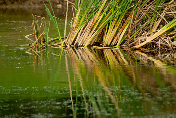 Reeds in stagno con riflessione - foto stock