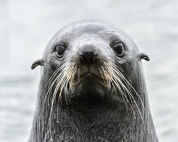 istock Intense look of an Atlantic seal. 457703649