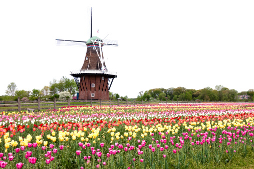 Lots of beautiful tulips in front of a windmill
