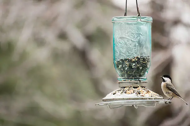 Photo of Black Capped Chickadee at a Feeder