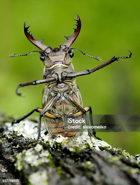 숫사슴딱정벌레 개념에 대한 스톡 사진 및 기타 이미지 - 개념, 경외감, 곤충
