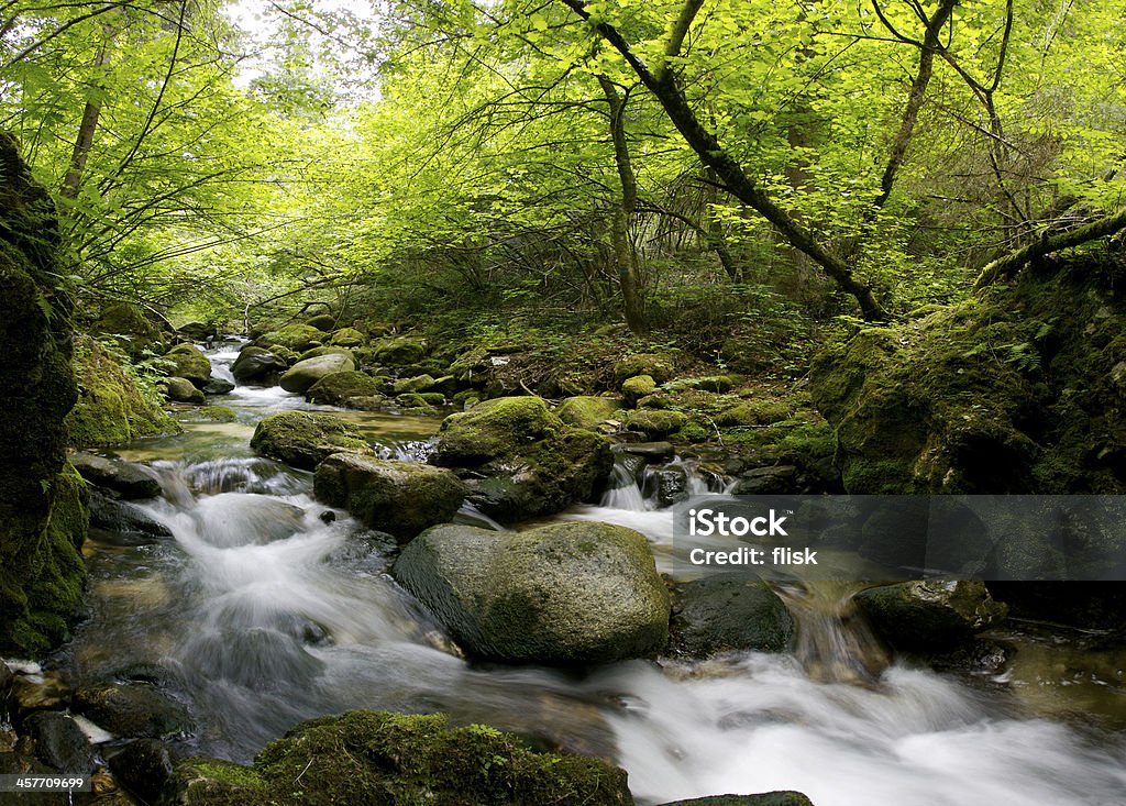 Ruhigen Wald Fluss - Lizenzfrei Bach Stock-Foto