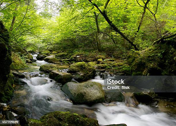 Ruhigen Wald Fluss Stockfoto und mehr Bilder von Bach - Bach, Baum, Eleganz