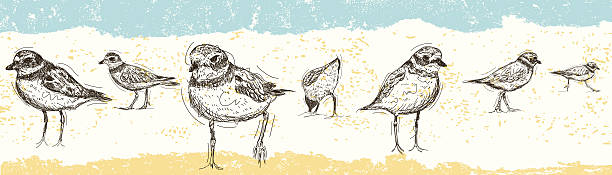 Sketchy Sandpipers Sketchy Sandpipers over an abstract beach background. The background extends outside the square clipping mask. To edit, select the background and go to OBJECT-&gt; CLIPPING MASK-&gt; EDIT CONTENTS or RELEASE. sandpiper stock illustrations