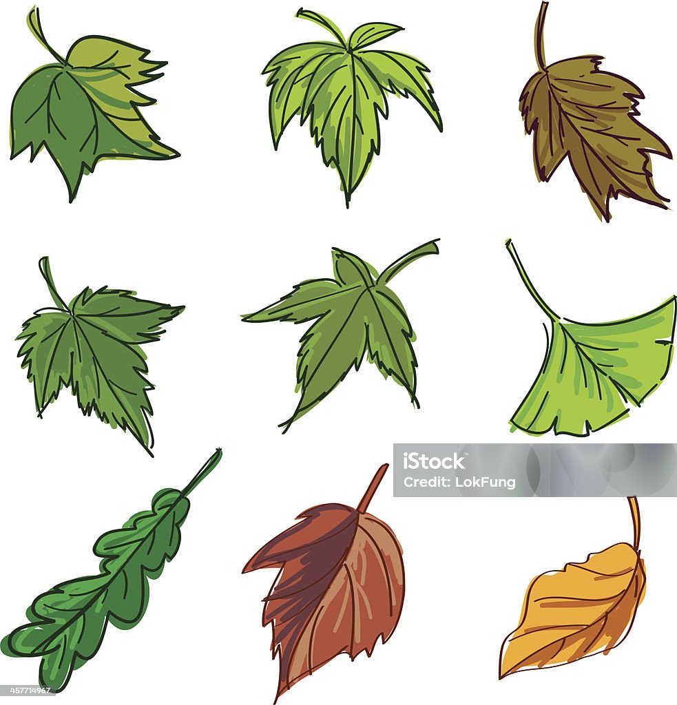 Leaf collection in colour Sketch drawing of different kinds of leaf in colour Autumn Leaf Color stock vector