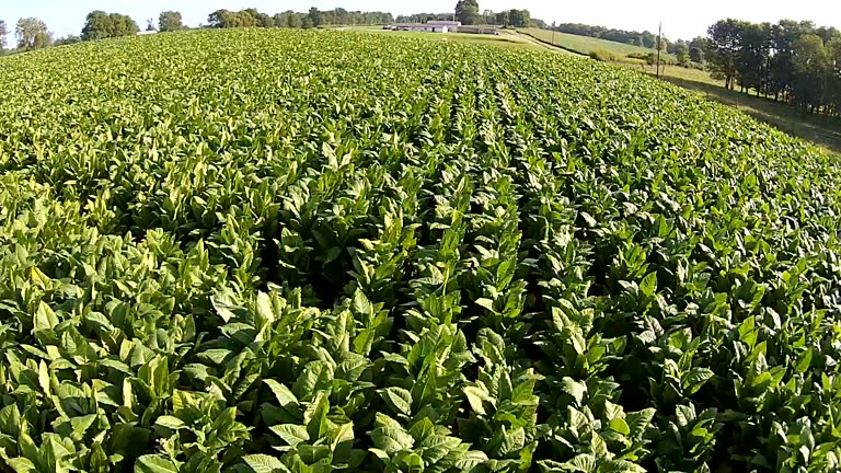 Tobacco Field