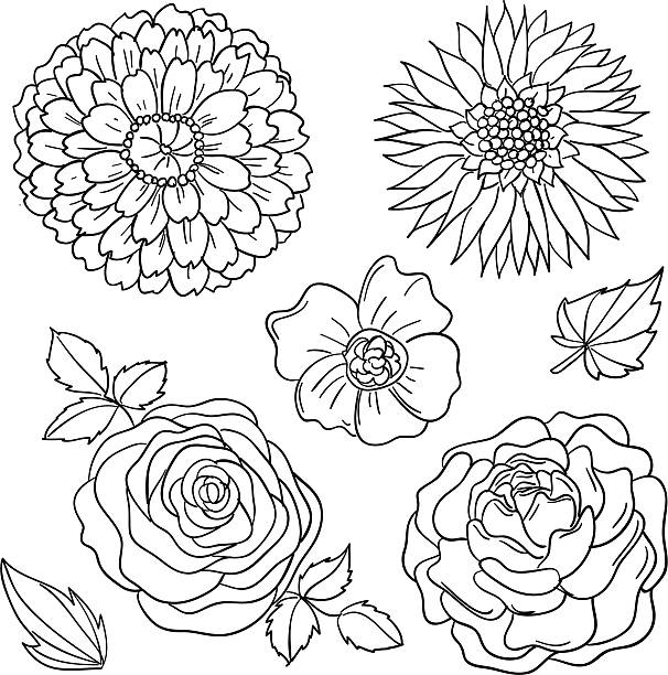 Flowers collection in black and white Flowers collection in sketch style wild chrysanthemum stock illustrations