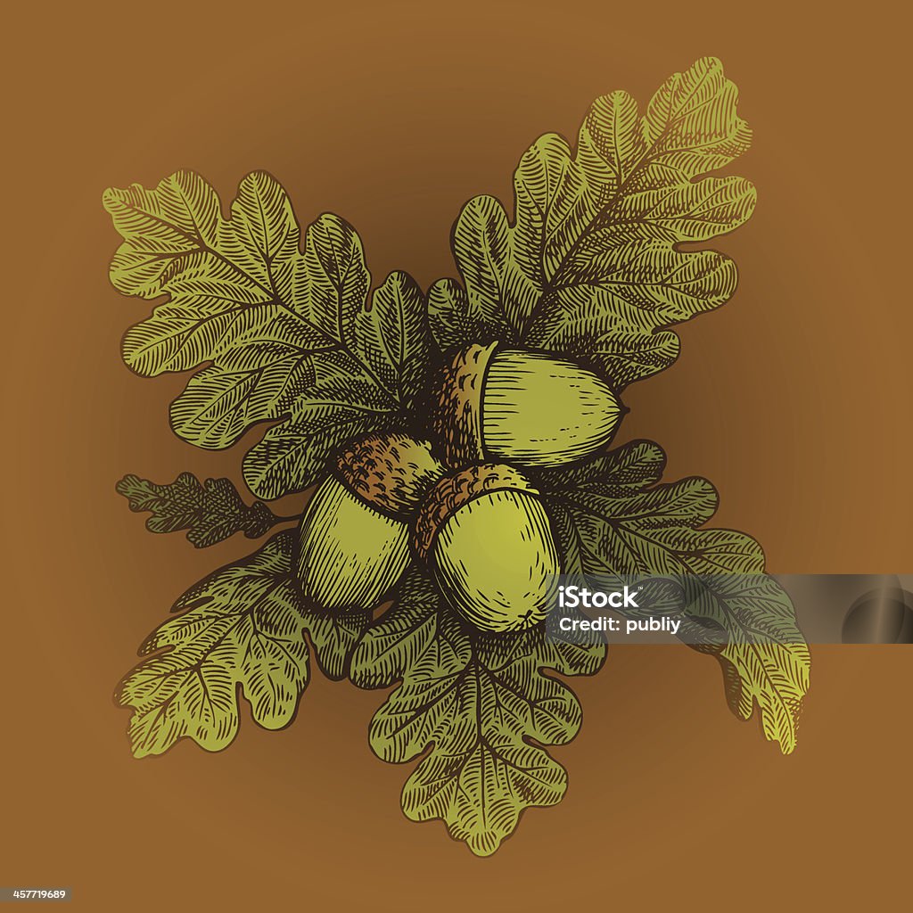 Oak leaves with acorns. Design element. Oak leaves with acorns. Vector illustration. Acorn stock vector