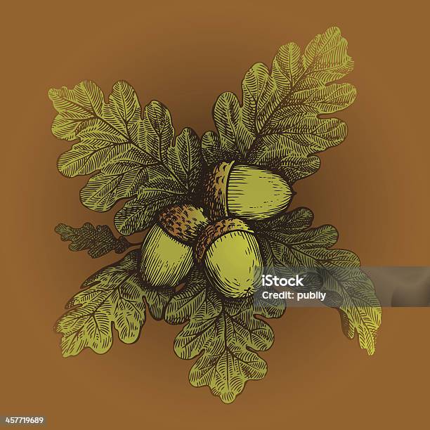 Oak Leaves With Acorns Stock Illustration - Download Image Now - Acorn, Line Art, Autumn