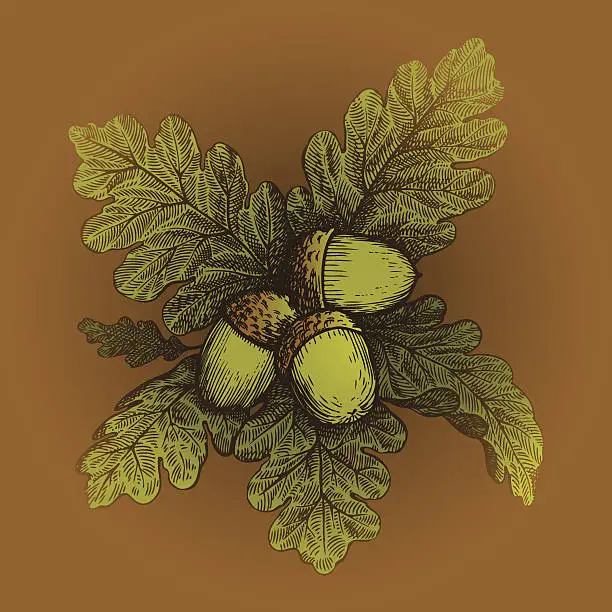 Vector illustration of Oak leaves with acorns.