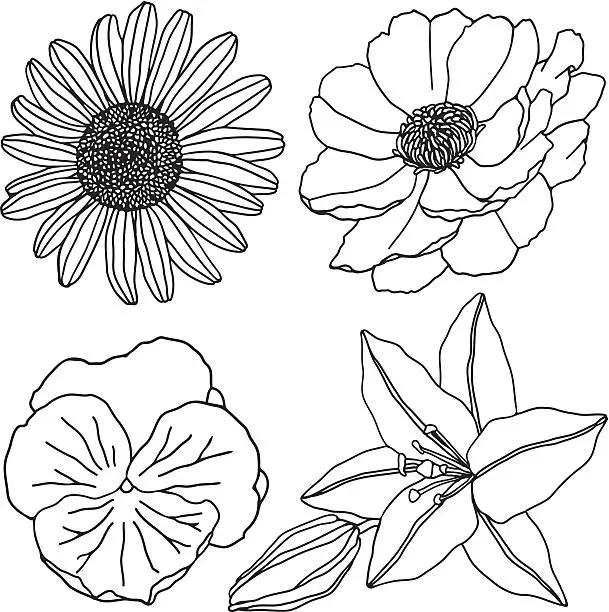 Vector illustration of flowers (line)