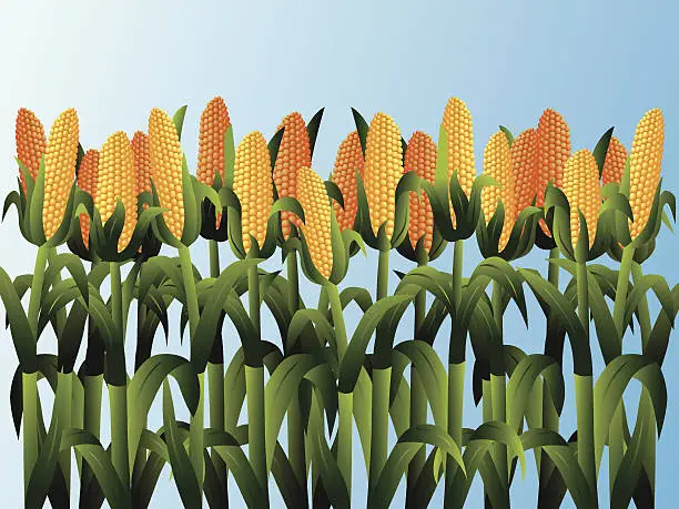Vector illustration of corn field